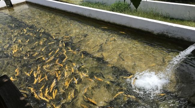 Yılda 40 ton alabalık Kazdağları'nın soğuk sularında yetiştiriyorlar