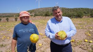 100 yıllık Ata tohumu Çeşme kavunu yeniden sahnede!