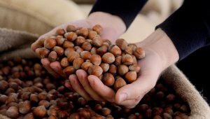  357 ton 930 kilo fındık AB ülkelerine ihraç edildi
