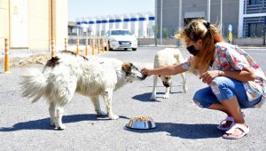 Aliağa'da sevimli dostlar için yoğun mesai