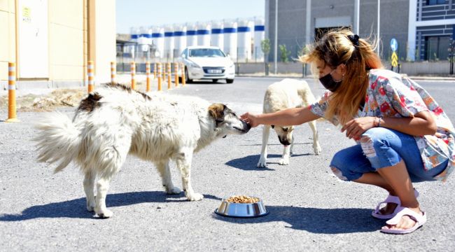 Aliağa'da sevimli dostlar için yoğun mesai