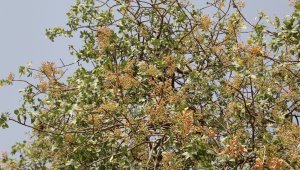 Arap ülkeleri tarafından tüketilen Bıttım'ın kilosu altınla yarışıyor