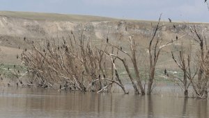 Baraj çekildi, ağaçlar kuşlara yuva oldu 
