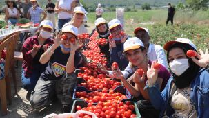 Başkan Doğruer, gönüllü hasat etkinliğinde