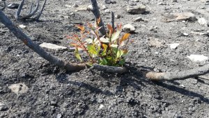 "Bir Fidan Bir Dünya" kampanyası büyüyor