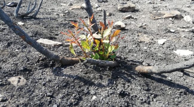 "Bir Fidan Bir Dünya" kampanyası büyüyor