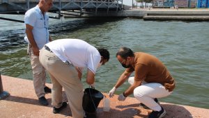 Bostanlı sahile ölü balıklar vurdu