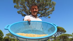 Bu çam ormanlarına yıllardır yangın girmiyor