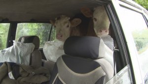 Buzağılarını bagajına koyarak kurtardı