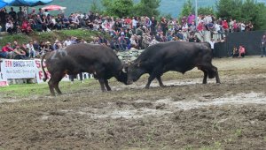  Çamur deryasında geleneksel boğa güreşi 