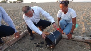 Deniz Kaplumbağaları Vali eliyle denize ulaştı