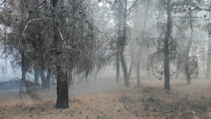 Denizli'de orman yangını büyümeden söndürüldü