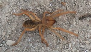 Dev örümcek panik yaşattı