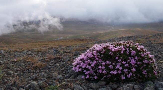 Gevenler, toprağın son bekçileri
