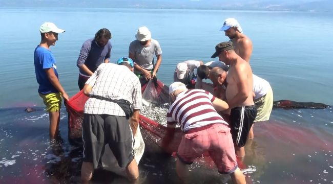 Gümüş balığı popülasyonu balıkçıları tedirgin ediyor