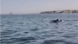 Halk plajında yunus sürprizi