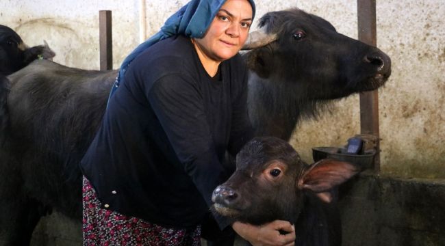 Hanım'ın Çiftliği