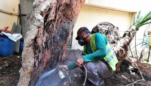 İzmir Büyükşehir Belediyesi iki yılda 120 ağacı kurtardı