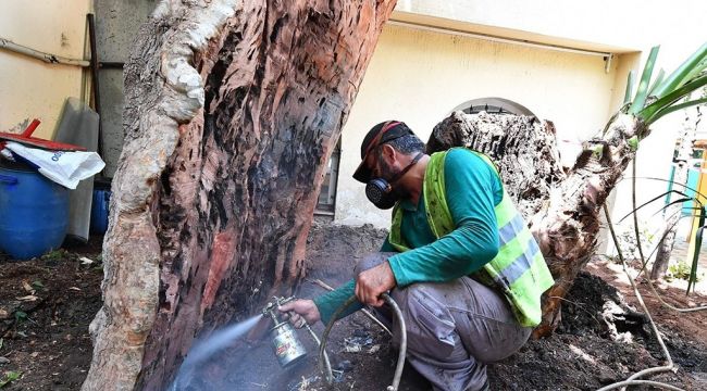 İzmir Büyükşehir Belediyesi iki yılda 120 ağacı kurtardı