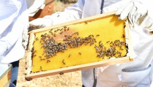 İzmir Büyükşehir Belediyesi, Muğla'daki üreticilere omuz veriyor