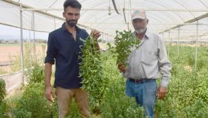 İzmir'de üretildi: Şekerden 300 kat daha tatlı