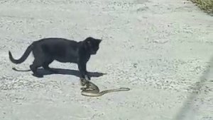 Kedi ile yılanın kavgasında pes eden yılan oldu