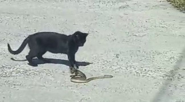 Kedi ile yılanın kavgasında pes eden yılan oldu