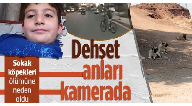 Köpeklerden kaçarken hayatını kaybetti