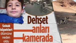 Köpeklerden kaçarken hayatını kaybetti