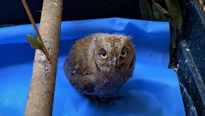 Küçük baykuş artık kendi avlanıyor