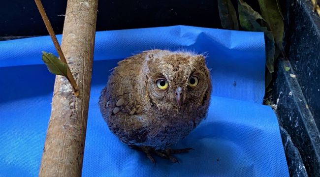 Küçük baykuş artık kendi avlanıyor