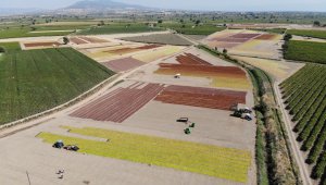 Manisa Ovasında binlerce ton üzüm