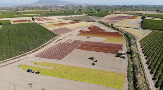 Manisa Ovasında binlerce ton üzüm