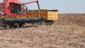 Manyas'ta ayçiçeği hasadına başlandı