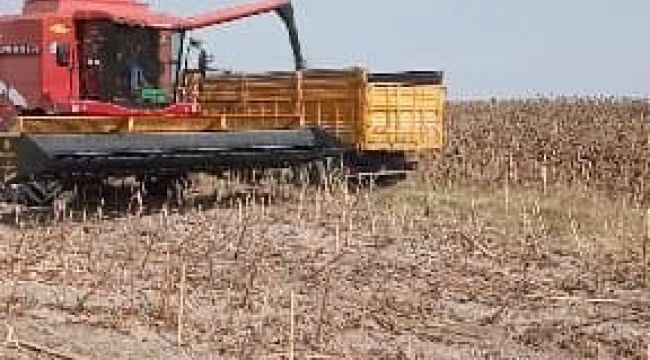 Manyas'ta ayçiçeği hasadına başlandı