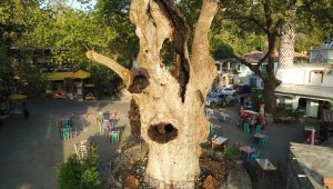 Marmaris'teki 2 bin yıllık ağacın yaraları sarıldı