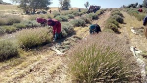 'Mor deniz' lavantada hasat zamanı