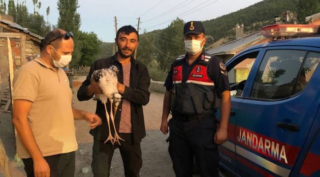 Nesli tükenme altında, köylüler buldu