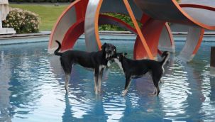 Süs havuzlarının yeni sahipleri..