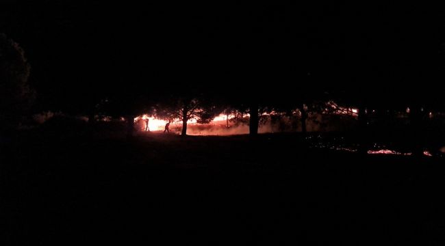 Tire'de, orman yangını kısa sürede söndürüldü