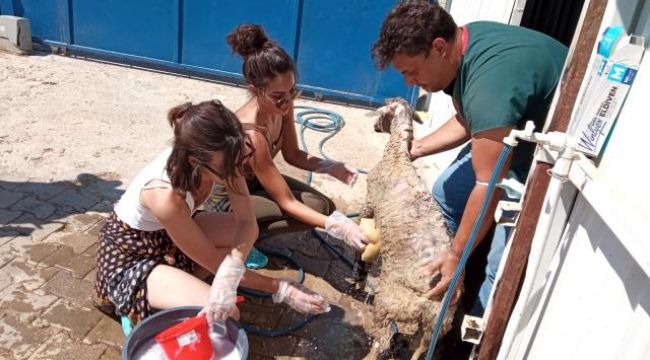 Videodaki çığlıklar çok etkiledi