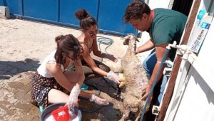 Videodaki çığlıklar çok etkiledi