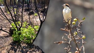 Yangın sonrası ilk filizler çıktı