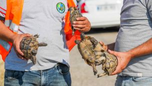 Yangından Kurtarılan Kaplumbağalar Emin Ellerde