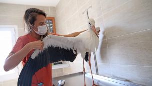 Yaralı leylek koruma altında