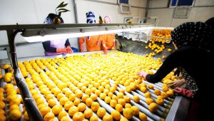 Yaş meyve sebze ihracatı rekora imza attı