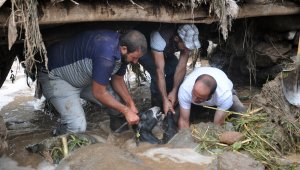 Yüksekova'da sel felaketi: 500 koyun sele kapıldı
