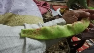 29 santimetre uzunluğunda devasa fasulye yetiştirdi