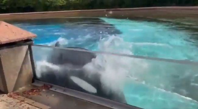 44 yıldır parkta tutulan balina intihara kalktı