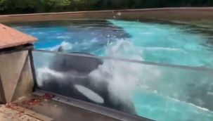 44 yıldır parkta tutulan balina intihara kalktı